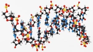 B0007708 Molecular model: DNA